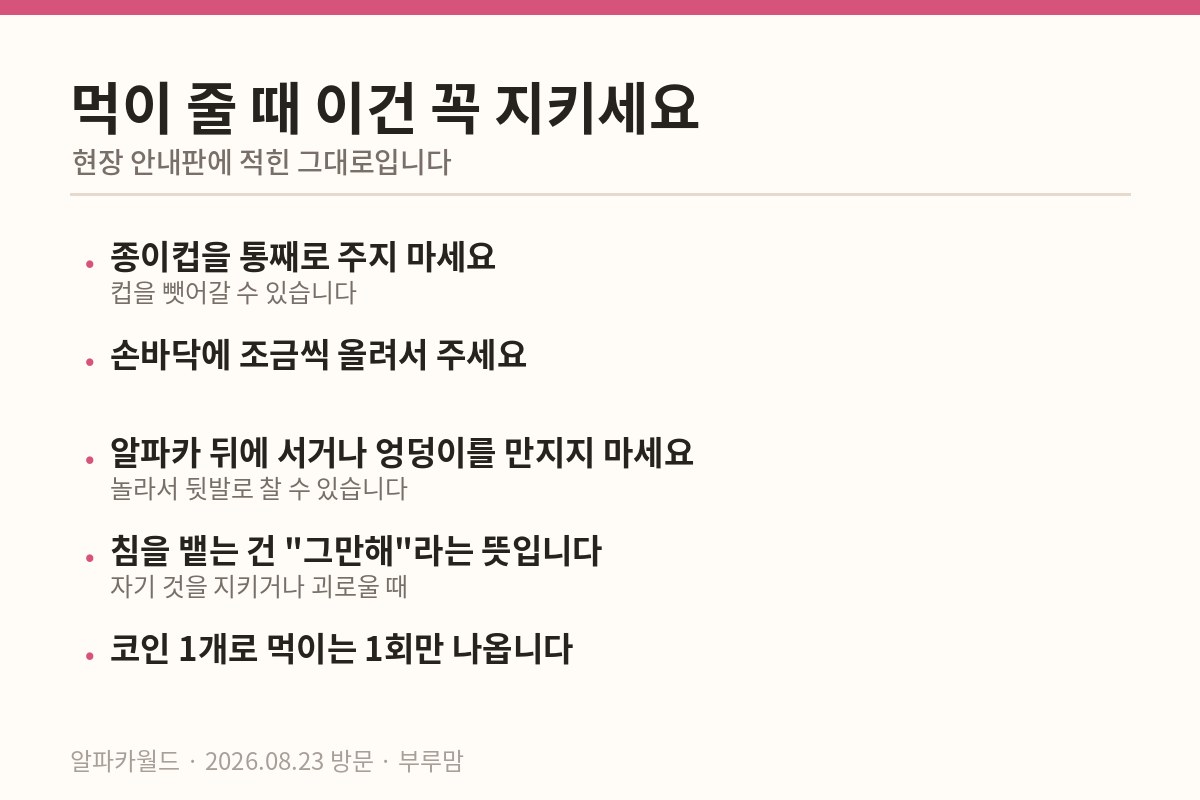 알파카월드 파카코인 먹이체험 주의사항 카드
