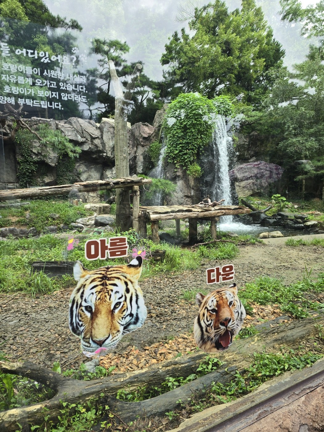 에버랜드 타이거밸리 유리에 붙은 호랑이 관람 안내문