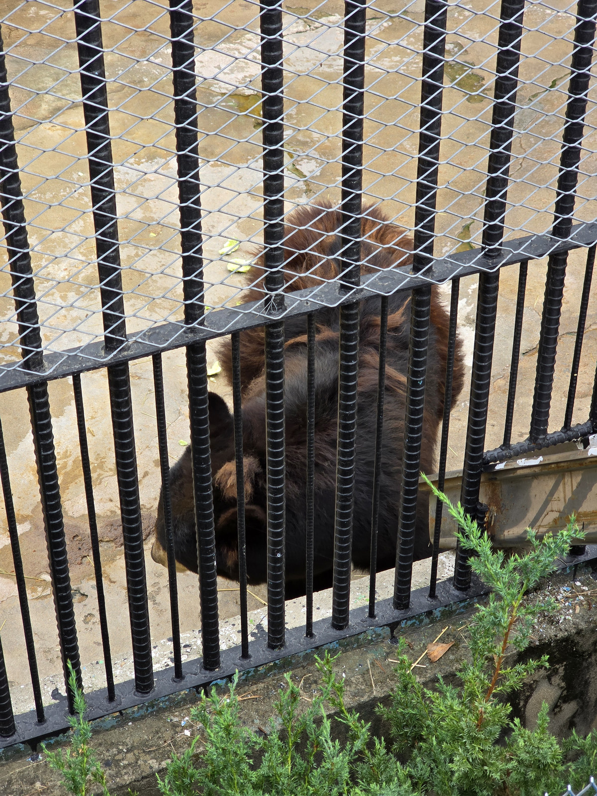 육림랜드 동물원 반달가슴곰