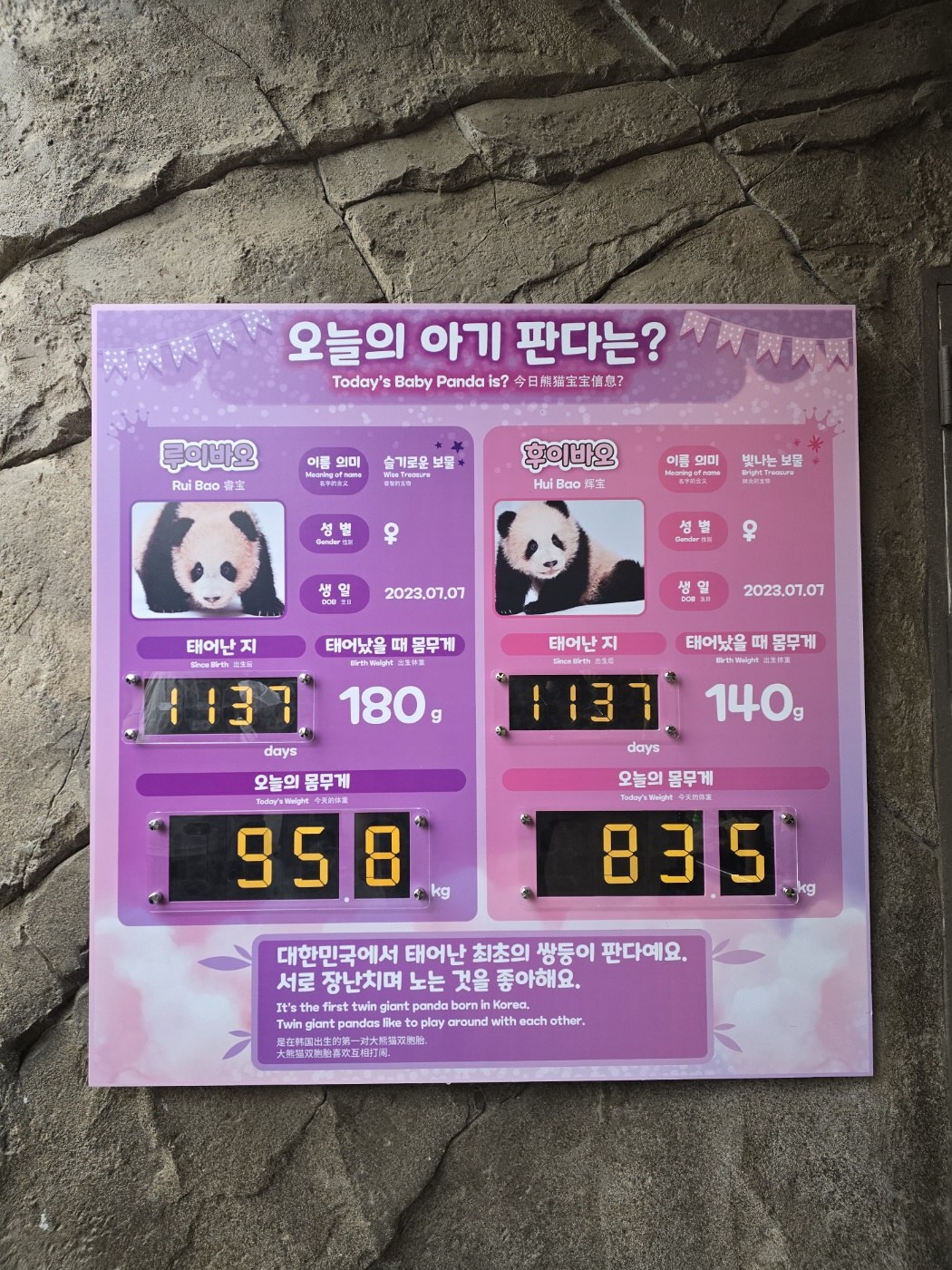 에버랜드 판다월드 오늘의 아기 판다 전광판
